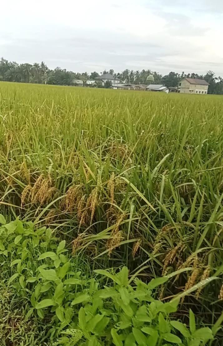 Desa ini memiliki keunggulan pada lahan pertanian yang luas, khususnya persawahan